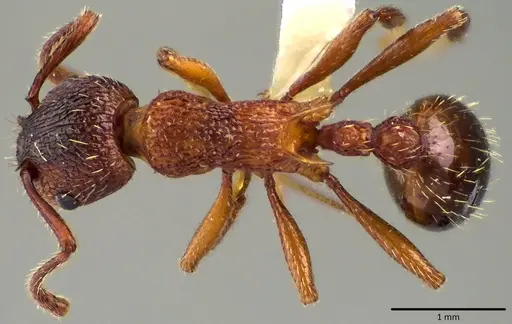 Myrmica americana specimen ANTWEB1041799 image antweb1041799_1