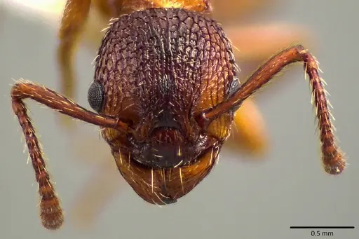 Myrmica americana specimen ANTWEB1041799 image antweb1041799_2