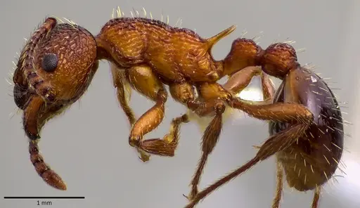 Myrmica americana specimen ANTWEB1041799 image antweb1041799_3