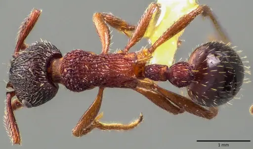 Myrmica americana specimen ANTWEB1041800 image antweb1041800_1
