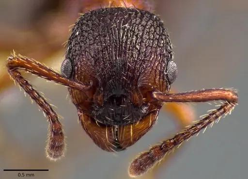Myrmica americana specimen ANTWEB1041800 image antweb1041800_2