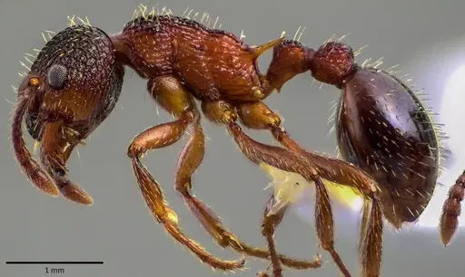 Myrmica americana specimen ANTWEB1041800 image antweb1041800_3