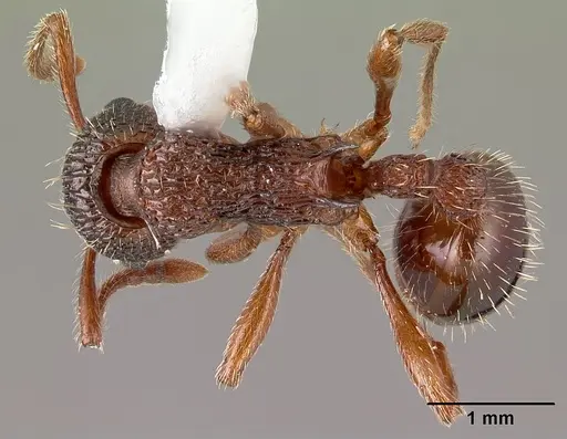 Myrmica americana specimen CASENT0179857 image casent0179857_1