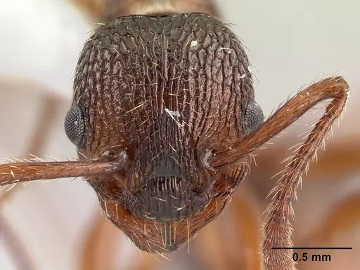 Myrmica americana specimen CASENT0179857 image casent0179857_2