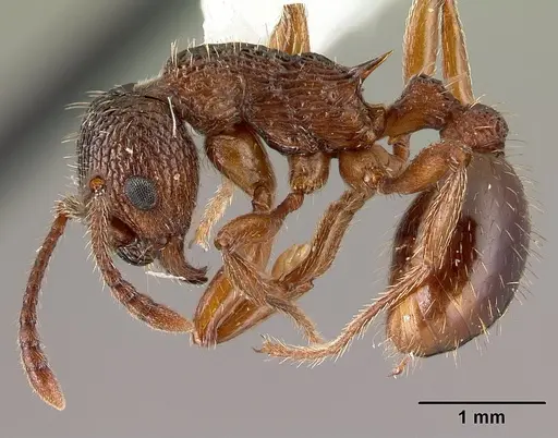 Myrmica americana specimen CASENT0179857 image casent0179857_3