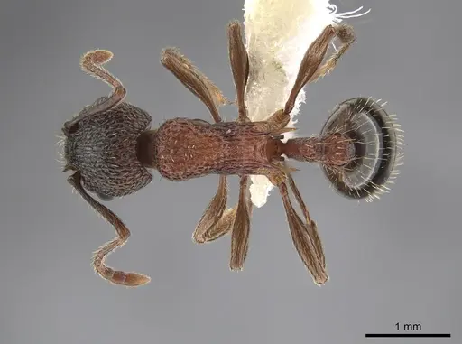 Myrmica americana specimen CASENT0649125 image casent0649125_1