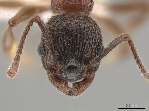 Myrmica americana specimen CASENT0649125 image casent0649125_2