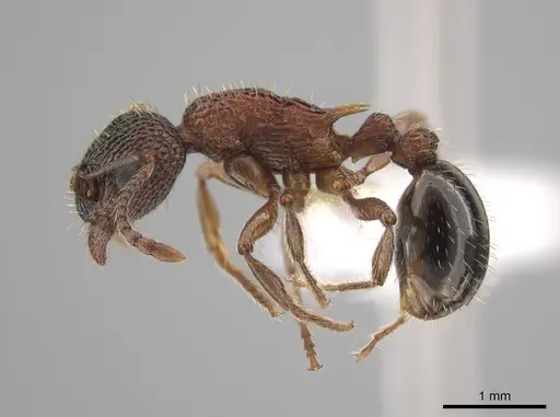 Myrmica americana specimen CASENT0649125 image casent0649125_3