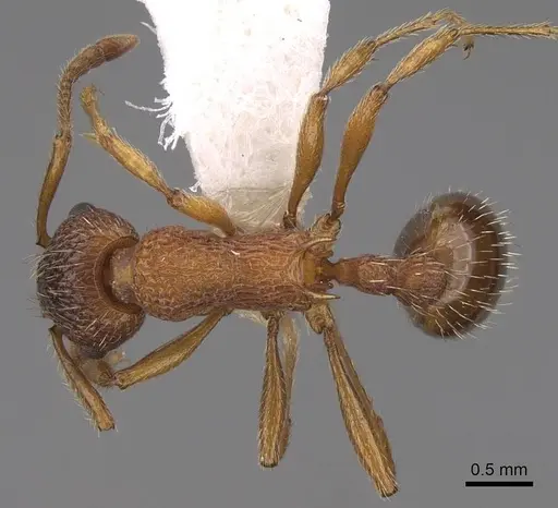 Myrmica americana specimen CASENT0922744 image casent0922744_1