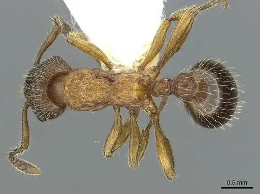 Myrmica anatolica specimen CASENT0913059 image casent0913059_1