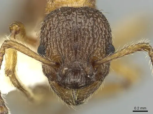 Myrmica anatolica specimen CASENT0913059 image casent0913059_2