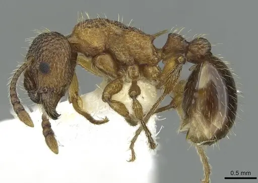 Myrmica anatolica specimen CASENT0913059 image casent0913059_3