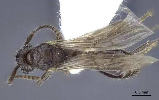 Myrmica anatolica specimen CASENT0916685 image casent0916685_1