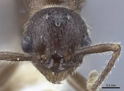 Myrmica anatolica specimen CASENT0916685 image casent0916685_2