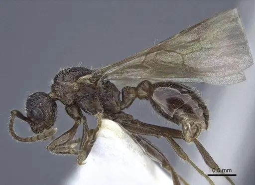 Myrmica anatolica specimen CASENT0916685 image casent0916685_3