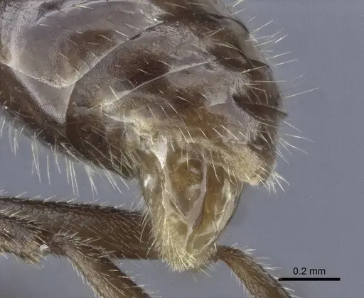 Myrmica anatolica specimen CASENT0916685 image casent0916685_4