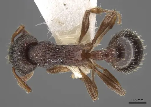 Myrmica anatolica specimen CASENT0917512 image casent0917512_1