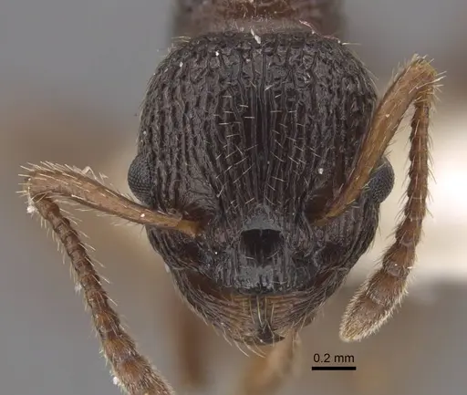 Myrmica anatolica specimen CASENT0917512 image casent0917512_3