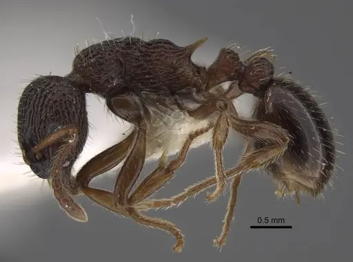 Myrmica anatolica specimen CASENT0917512 image casent0917512_4