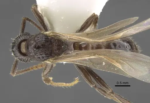 Myrmica anatolica specimen CASENT0917513 image casent0917513_1