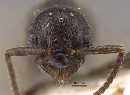 Myrmica anatolica specimen CASENT0917513 image casent0917513_2