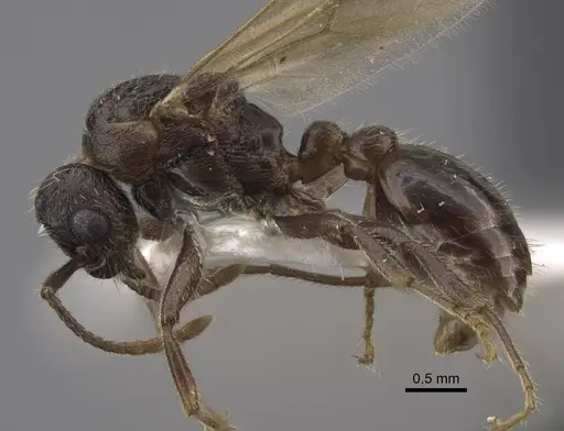 Myrmica anatolica specimen CASENT0917513 image casent0917513_4