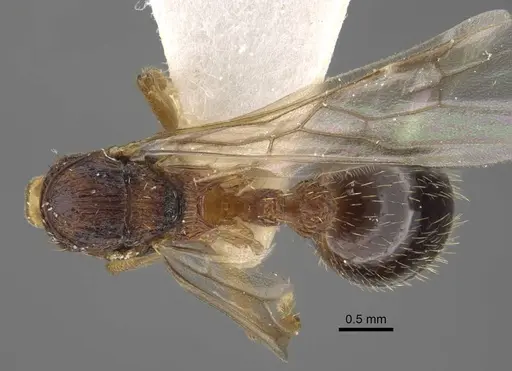Myrmica anatolica specimen CASENT0917514 image casent0917514_1