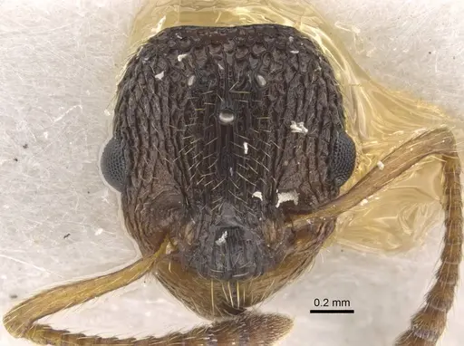 Myrmica anatolica specimen CASENT0917514 image casent0917514_2