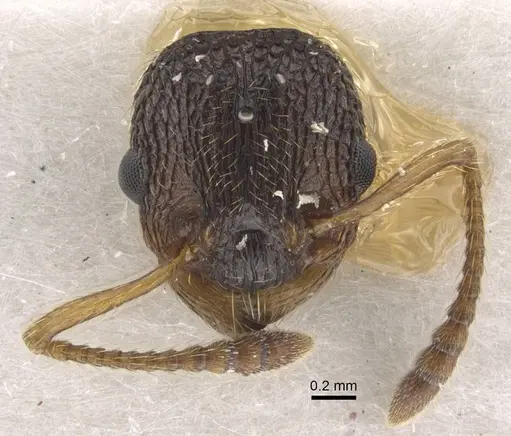 Myrmica anatolica specimen CASENT0917514 image casent0917514_3