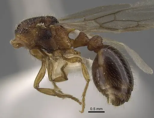 Myrmica anatolica specimen CASENT0917514 image casent0917514_4