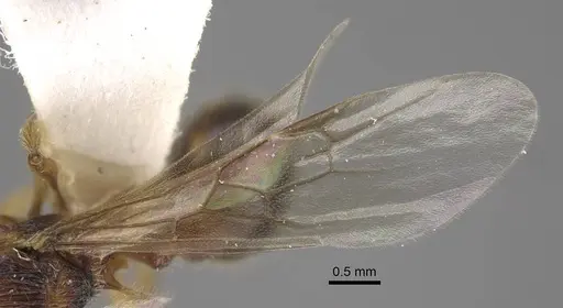 Myrmica anatolica specimen CASENT0917514 image casent0917514_5