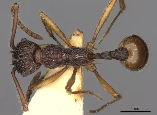 Myrmica angulata specimen CASENT0900292 image casent0900292_1