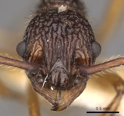 Myrmica angulata specimen CASENT0900292 image casent0900292_2
