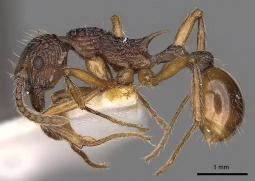 Myrmica angulata specimen CASENT0900292 image casent0900292_3