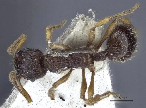 Myrmica angulinodis specimen CASENT0916684 image casent0916684_1