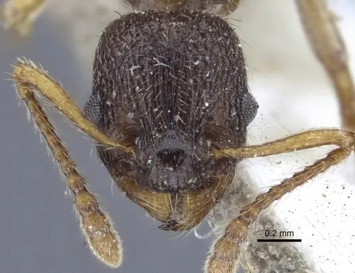 Myrmica angulinodis specimen CASENT0916684 image casent0916684_2