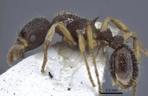 Myrmica angulinodis specimen CASENT0916684 image casent0916684_3