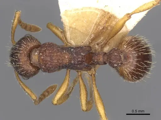 Myrmica angulinodis specimen CASENT0916888 image casent0916888_1