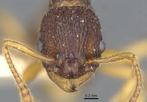 Myrmica angulinodis specimen CASENT0916888 image casent0916888_2