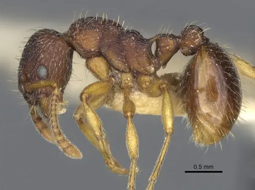 Myrmica angulinodis specimen CASENT0916888 image casent0916888_3