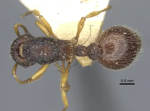 Myrmica angulinodis specimen CASENT0916889 image casent0916889_1
