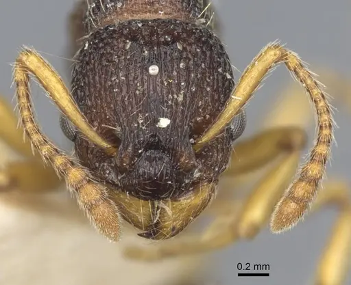 Myrmica angulinodis specimen CASENT0916889 image casent0916889_2