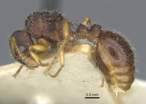Myrmica angulinodis specimen CASENT0916889 image casent0916889_3