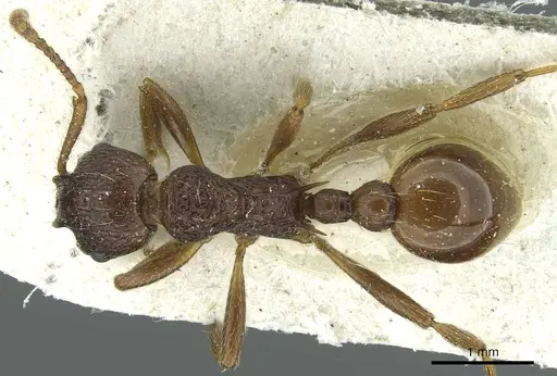 Myrmica arisana specimen CASENT0913066 image casent0913066_1