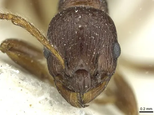 Myrmica arisana specimen CASENT0913066 image casent0913066_2