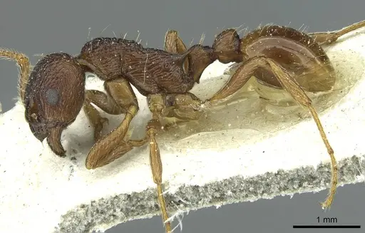 Myrmica arisana specimen CASENT0913066 image casent0913066_3