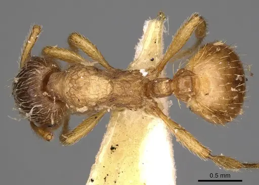 Myrmica arnoldii specimen CASENT0900281 image casent0900281_1