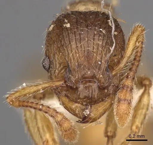 Myrmica arnoldii specimen CASENT0900281 image casent0900281_2