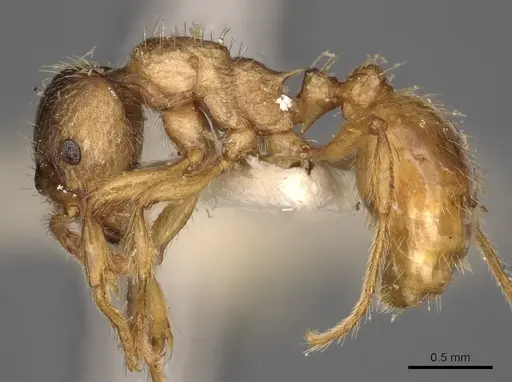 Myrmica arnoldii specimen CASENT0900281 image casent0900281_3