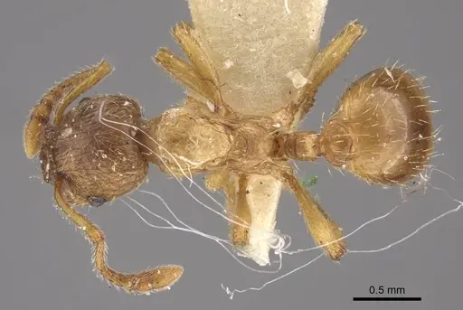Myrmica arnoldii specimen CASENT0917691 image casent0917691_1